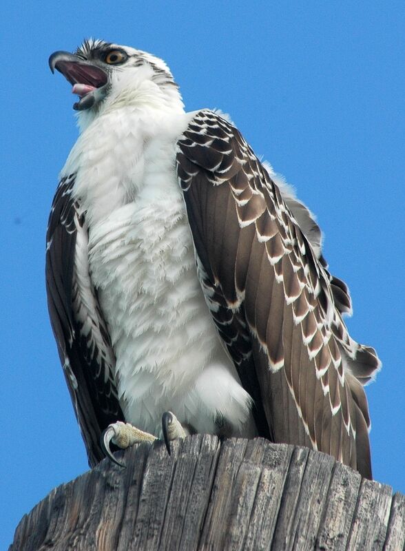 Western Osprey