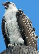 Western Osprey