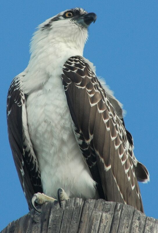 Western Osprey