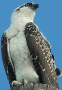 Western Osprey