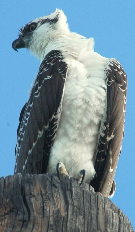 Western Osprey