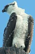 Western Osprey