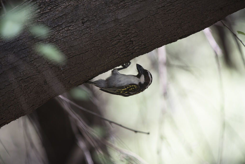 Black-throated Barbet