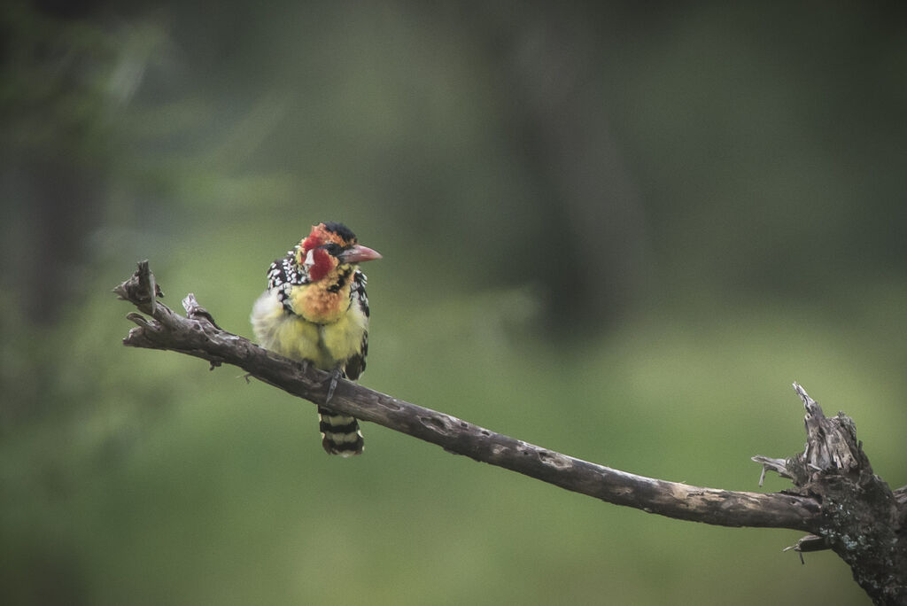 Red-and-yellow Barbet