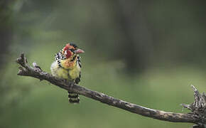 Red-and-yellow Barbet