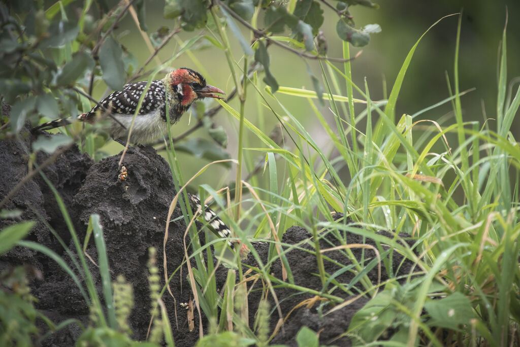 Red-and-yellow Barbet