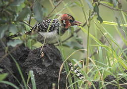 Red-and-yellow Barbet