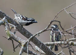 Spot-flanked Barbet