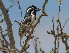 Spot-flanked Barbet