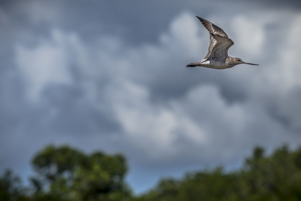 Bar-tailed Godwit, Flight