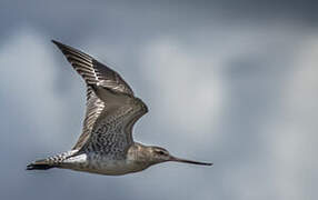 Bar-tailed Godwit