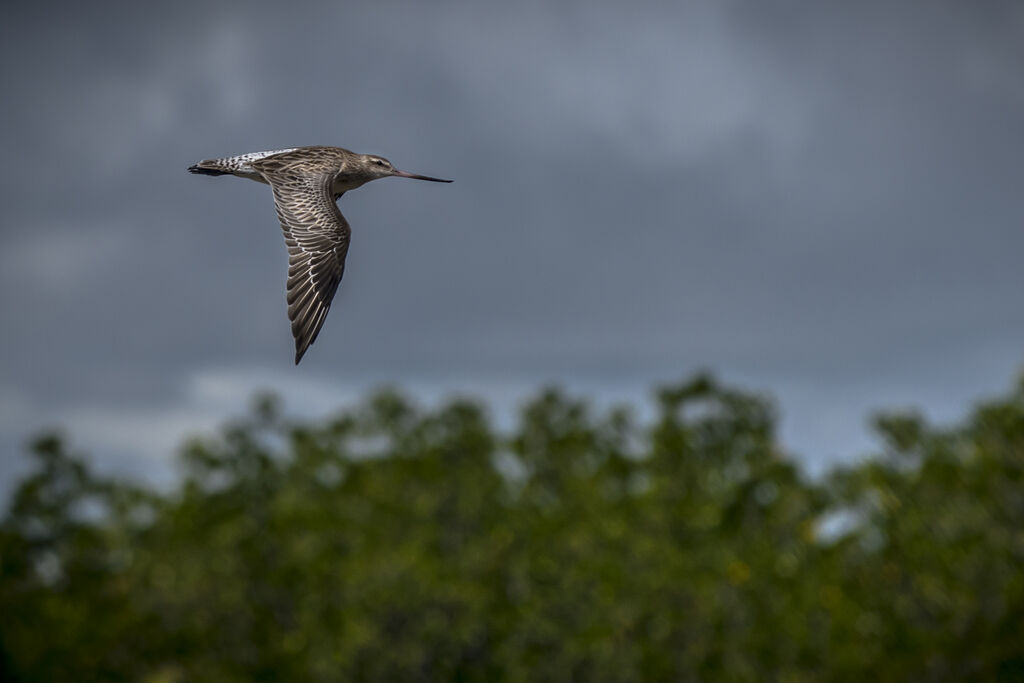 Bar-tailed Godwit, Flight