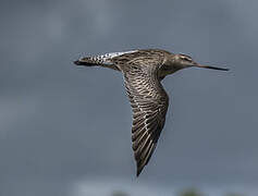 Bar-tailed Godwit