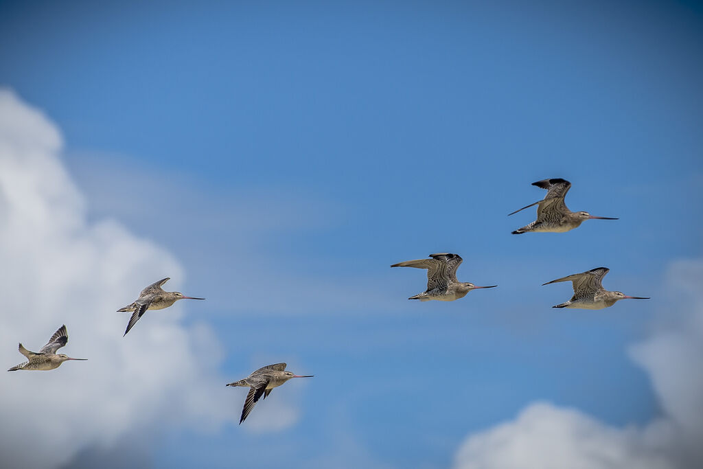 Bar-tailed Godwit, Flight