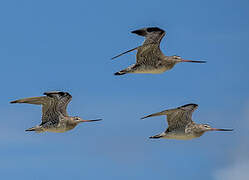 Bar-tailed Godwit