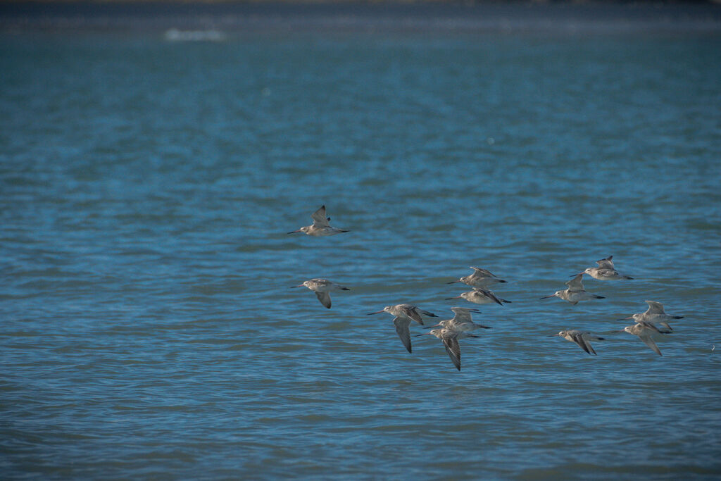 Bar-tailed Godwit, Flight