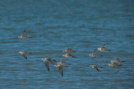 Bar-tailed Godwit