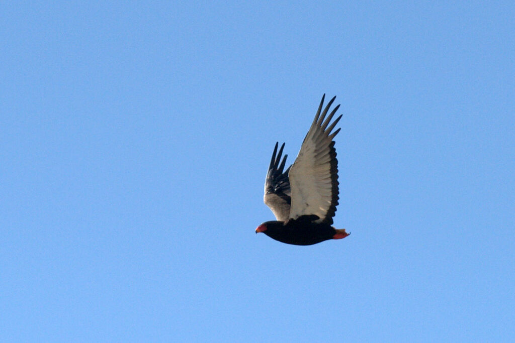 Bateleur des savanes