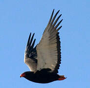 Bateleur des savanes