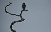 Bateleur des savanes