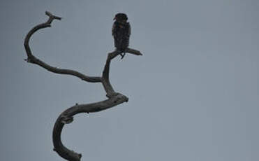 Bateleur des savanes