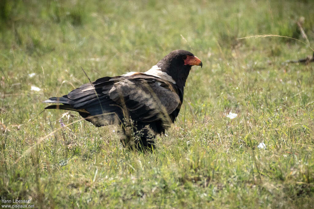 Bateleur des savanesimmature, identification