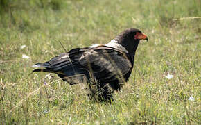 Bateleur des savanes