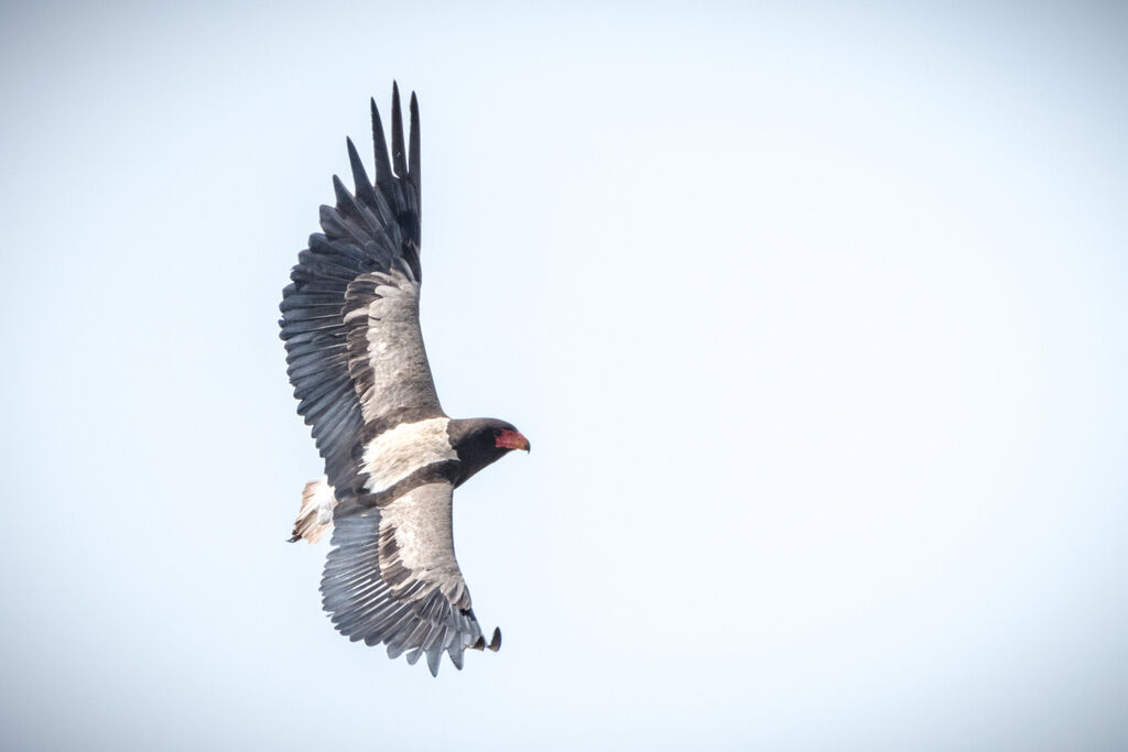 Bateleur des savanes