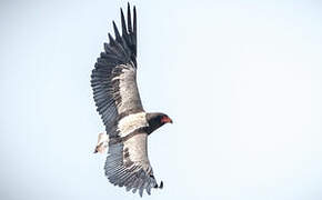 Bateleur