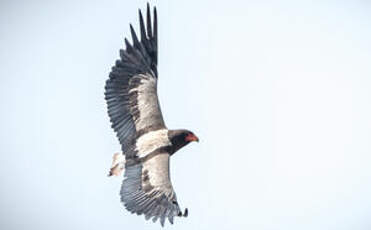 Bateleur des savanes