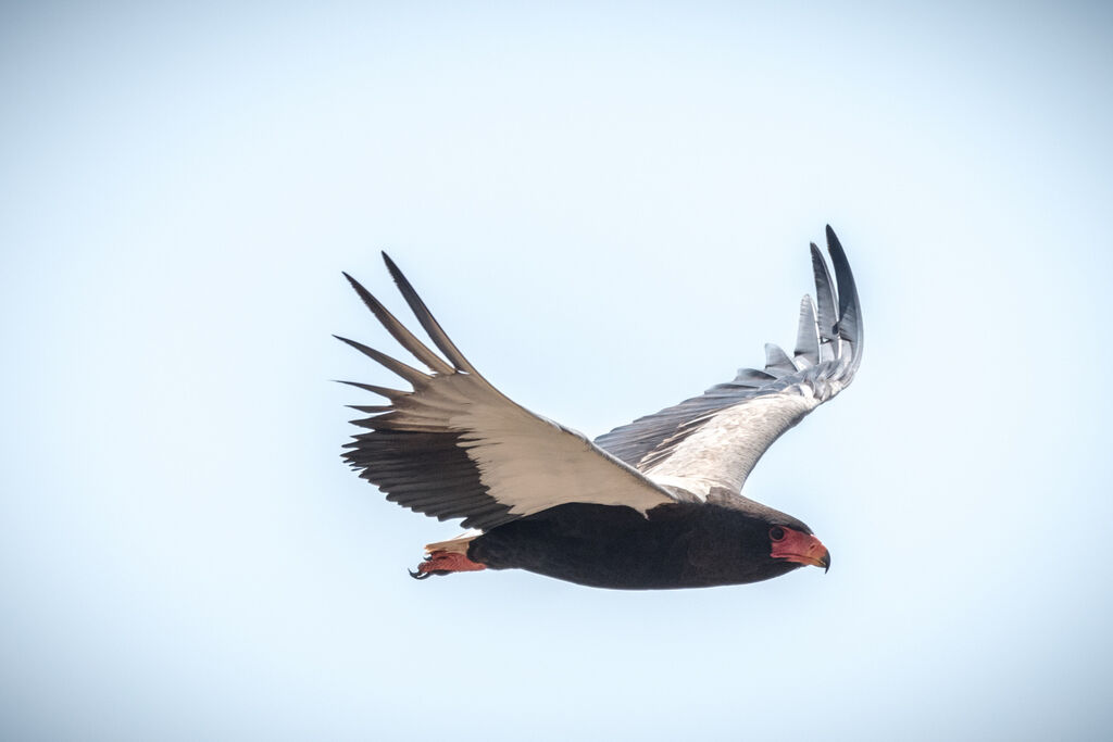 Bateleur des savanes