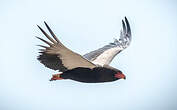 Bateleur des savanes