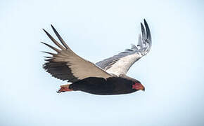 Bateleur