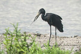 African Openbill