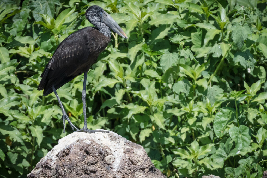 African Openbill