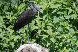 African Openbill