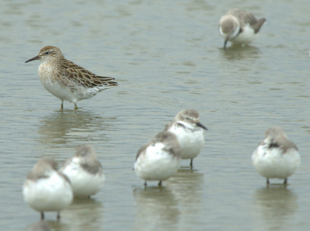 Sharp-tailed Sandpiper