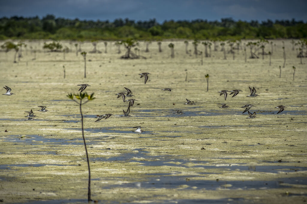 Curlew Sandpiper