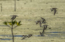 Curlew Sandpiper