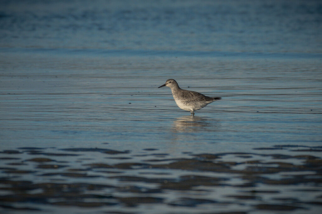 Red Knot