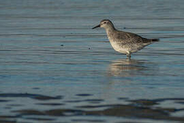 Red Knot