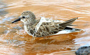 Least Sandpiper