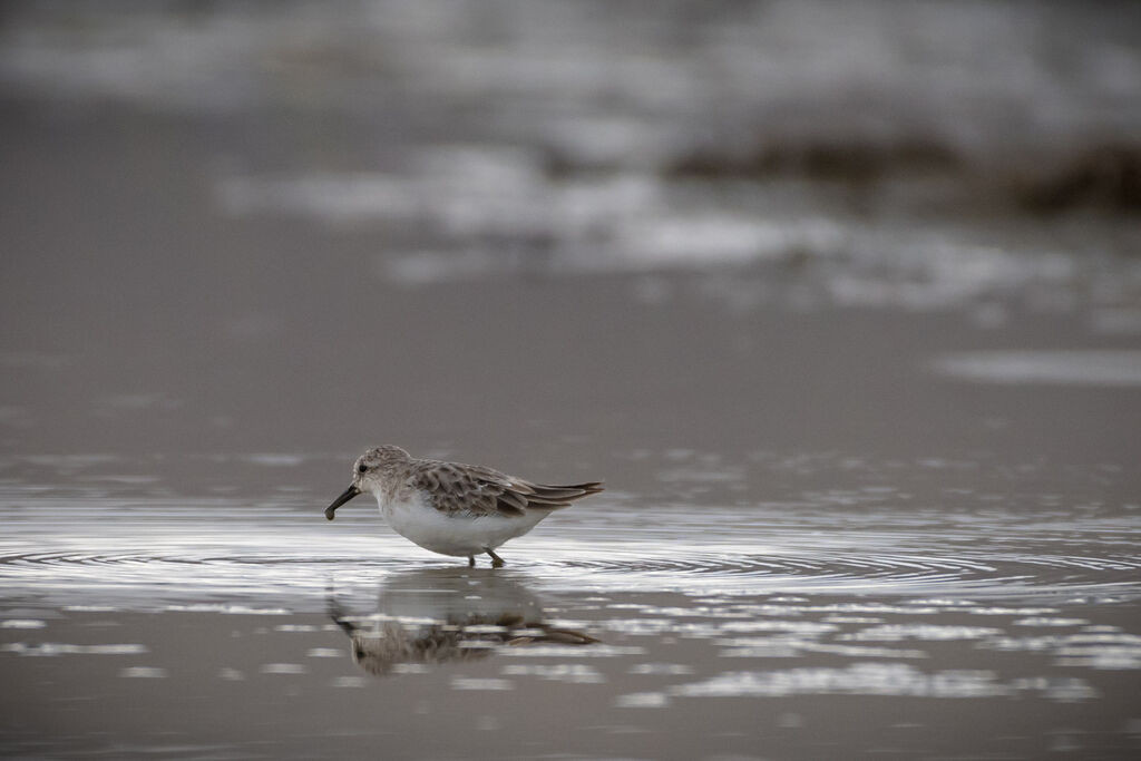 Little Stint