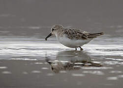 Little Stint