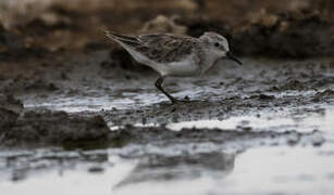 Little Stint