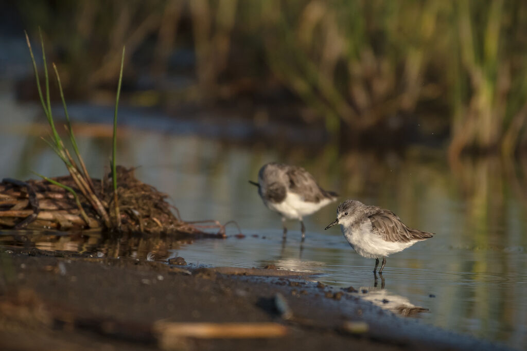 Little Stint