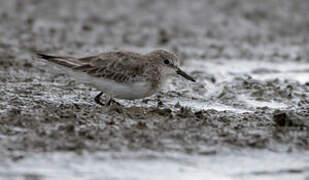 Little Stint