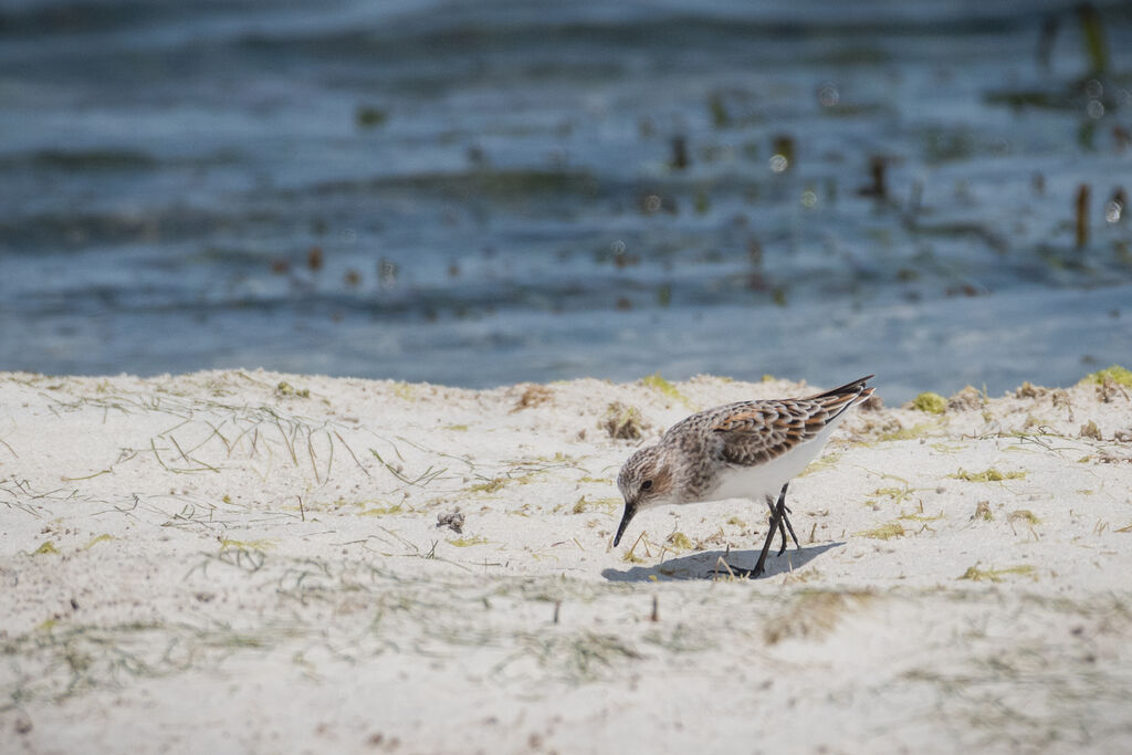 Little Stint