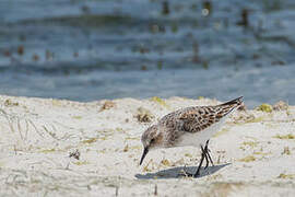 Little Stint