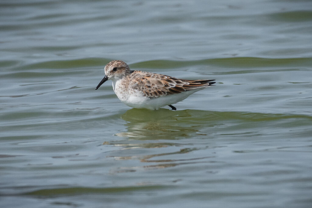 Little Stint